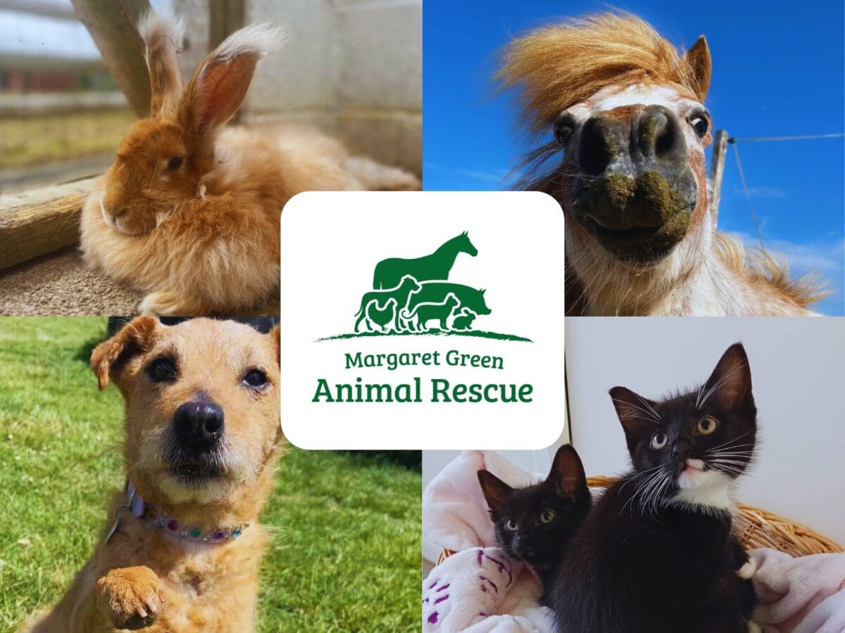Margaret Green Animal Rescue Logo Case Study